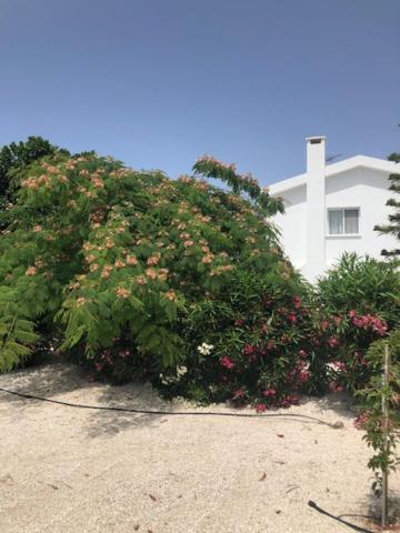 Villa Olivia, Κόλπος των Κοραλλιών Εξωτερικό φωτογραφία